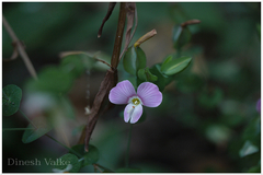 Canscora perfoliata